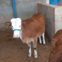 گاو|حیوانات مزرعه|کوهدشت, |دیوار
