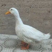 فروش اردک