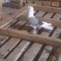 کفتر
