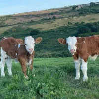 گوساله های درجه یک