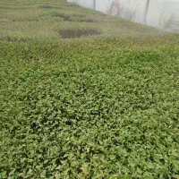 نشا گوجه فرنگی