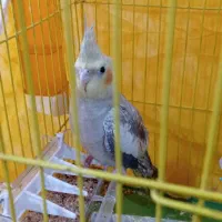 عروس هلندی سخنگو