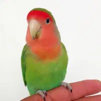 کوتوله نر فول فول دستی