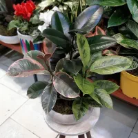 بنسای جنسینگ/بنسای فیکوس/گل آپارتمانی گیاه