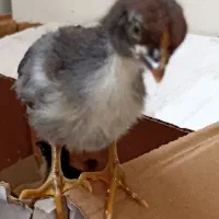 جوجه لاری