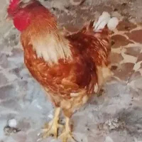 خروس سلطانی