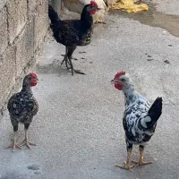 خروس و خروسک
