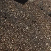 سویا سوخته