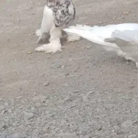 پرپا