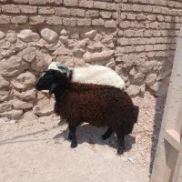 بره قوچ