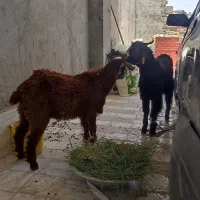 کر بز فروشی