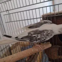 جفت عروس هلندی مولد