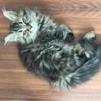 گربه ماده (میکس اسکاتیش  و پرشین )