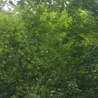 علف بین درختان برای دام رایگان