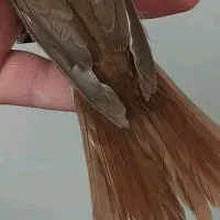 همگی مست بخون