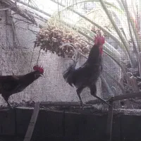 خروس