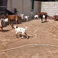 گوسفند‌ و‌بز