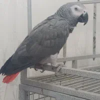 طوطی کاسکو نر دم قرمز