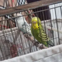 مرغ عشق|پرنده|گلپایگان, |دیوار
