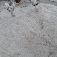 دوعدد خروس