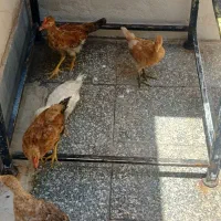 نوچه مرغ رسمی