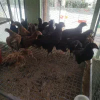 جوجه مرغ ۲ ماهه