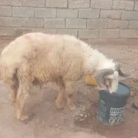 قوچ درجه یک
