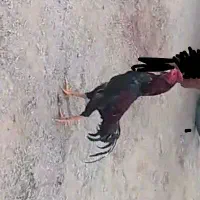 سلام دوستان عزیز