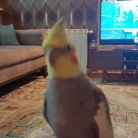 عروس هلندی نر سخنگو رام