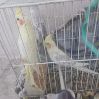 عروس هلندی