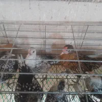 ۲۵ عدد جوجه مرغ سبرایت