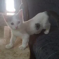 بچه گربه ناز معاوضه با هلندی
