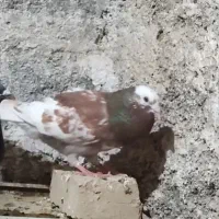 کارل میولمنز