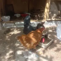 مرغ تخم گذار