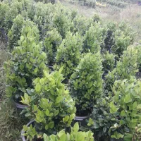 یاس هلندی سطل ۱۲