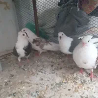 جوجه کبوتر پشتدار بلند