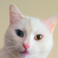 4تابچه گربه نژاد اسکاتیش وان