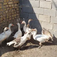 غاز