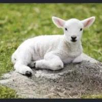 خرید و فروش گوسفند،مش،بره،بز،بزغاله