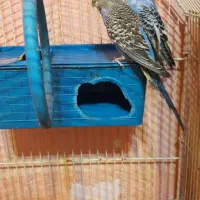 مرغ عشق نروماده تخمگذاراسپانگل باقفس