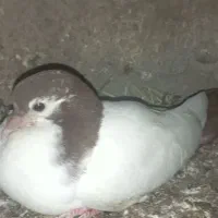 کبوتر