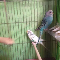 مرغ عشق نر و ماده