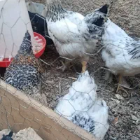 چند عدد جوجه برهما