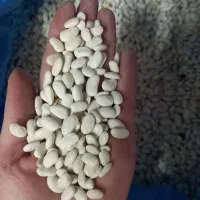 فروش لوبیا سفید