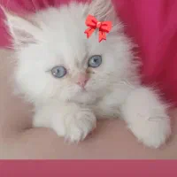 گربه پرشین ردپوینت