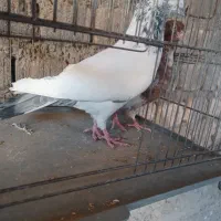 کبوتر کفتر