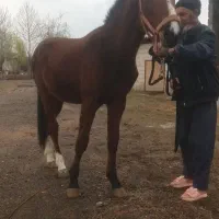 نریان دوسر وارداتی