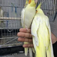 عروس هلندی