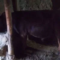 گوساله نر