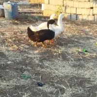 فروش مرغابی و جوجه محلی